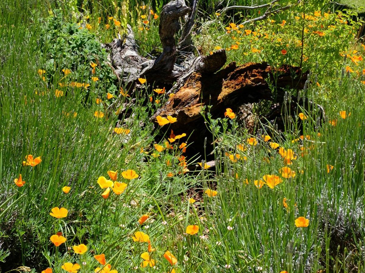 Riversdale Spring Garden History Tours and Open Day