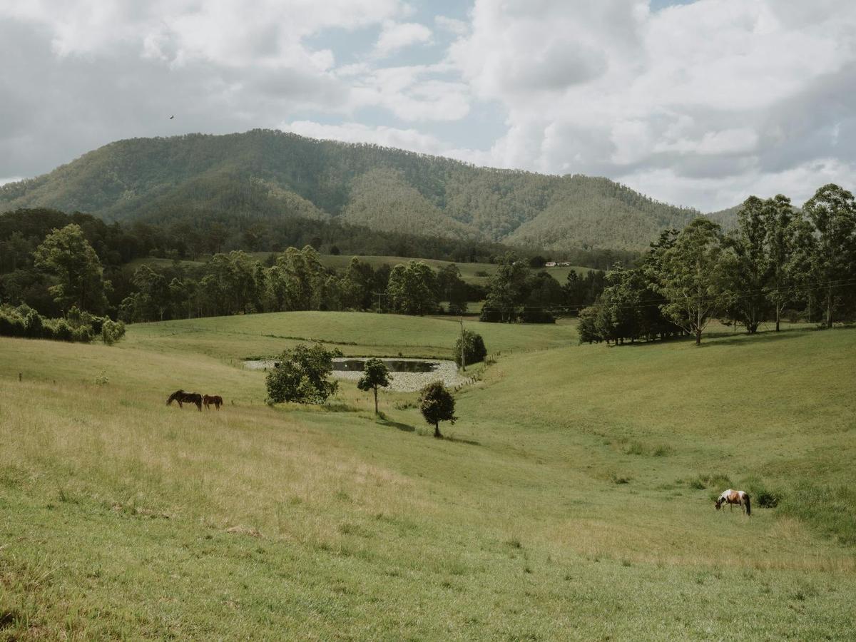 Rolling Hills of the Taylors Arm Hinterland