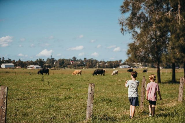 Morpeth Avenue of Trees