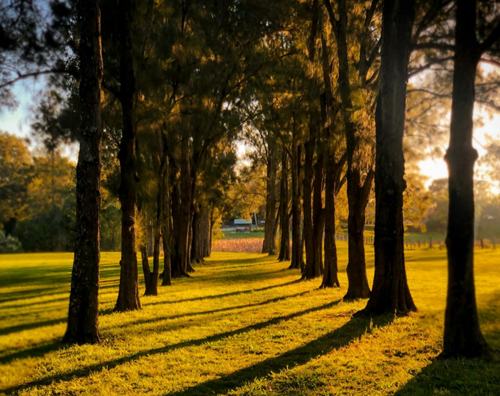 Morpeth Avenue of Trees