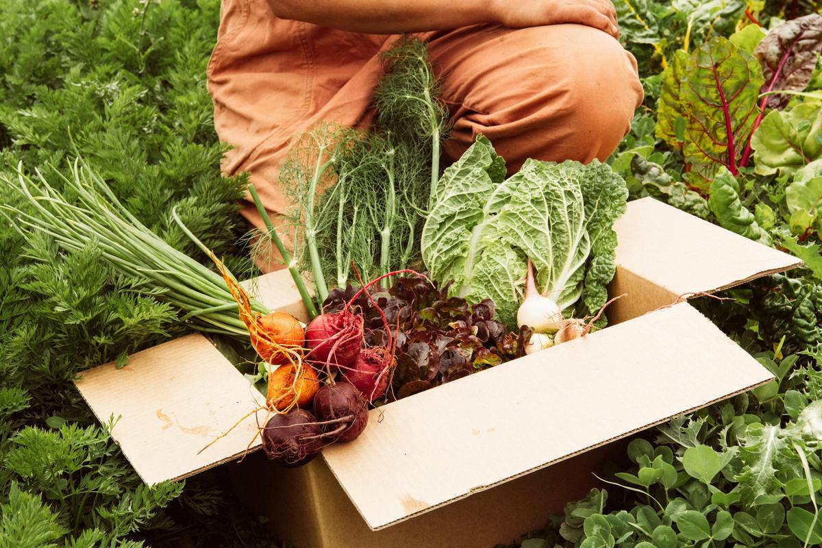 Fresh seasonal produce, grown regeneratively and harvested weekly for our veggie boxes and produce.