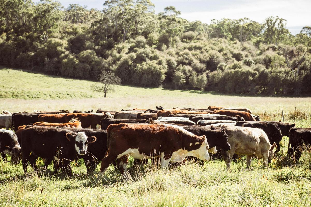 Discover how regenerative grazing supports healthy ecosystems
