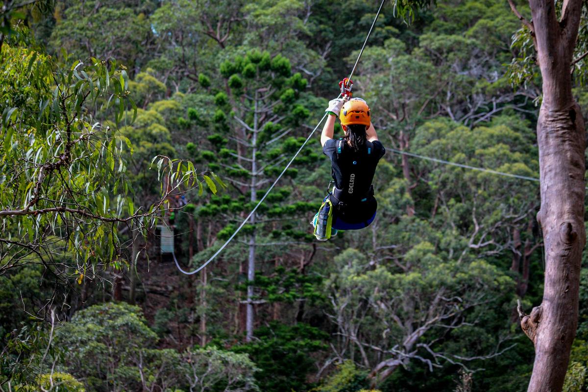 Treetop Challenge - Canyon Flier