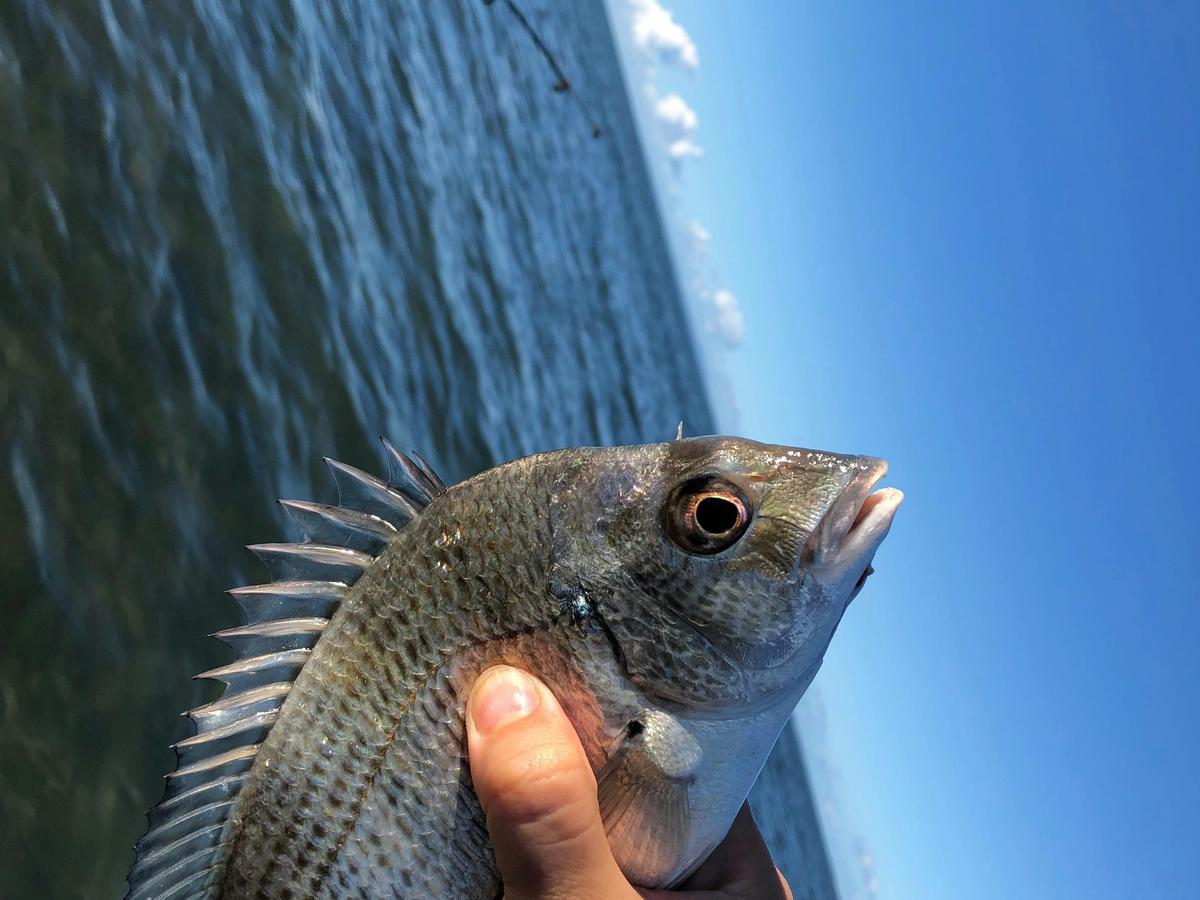 Bream caught at a lesson