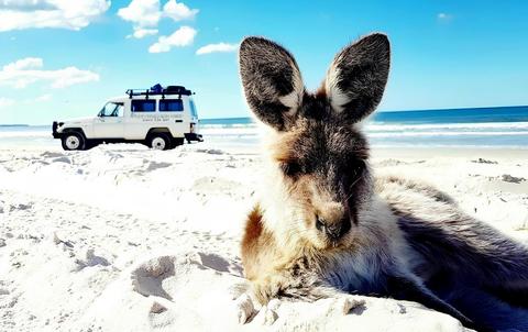 Bribie Island 4WD, Kayak, Beach and WWII Bunker Tour