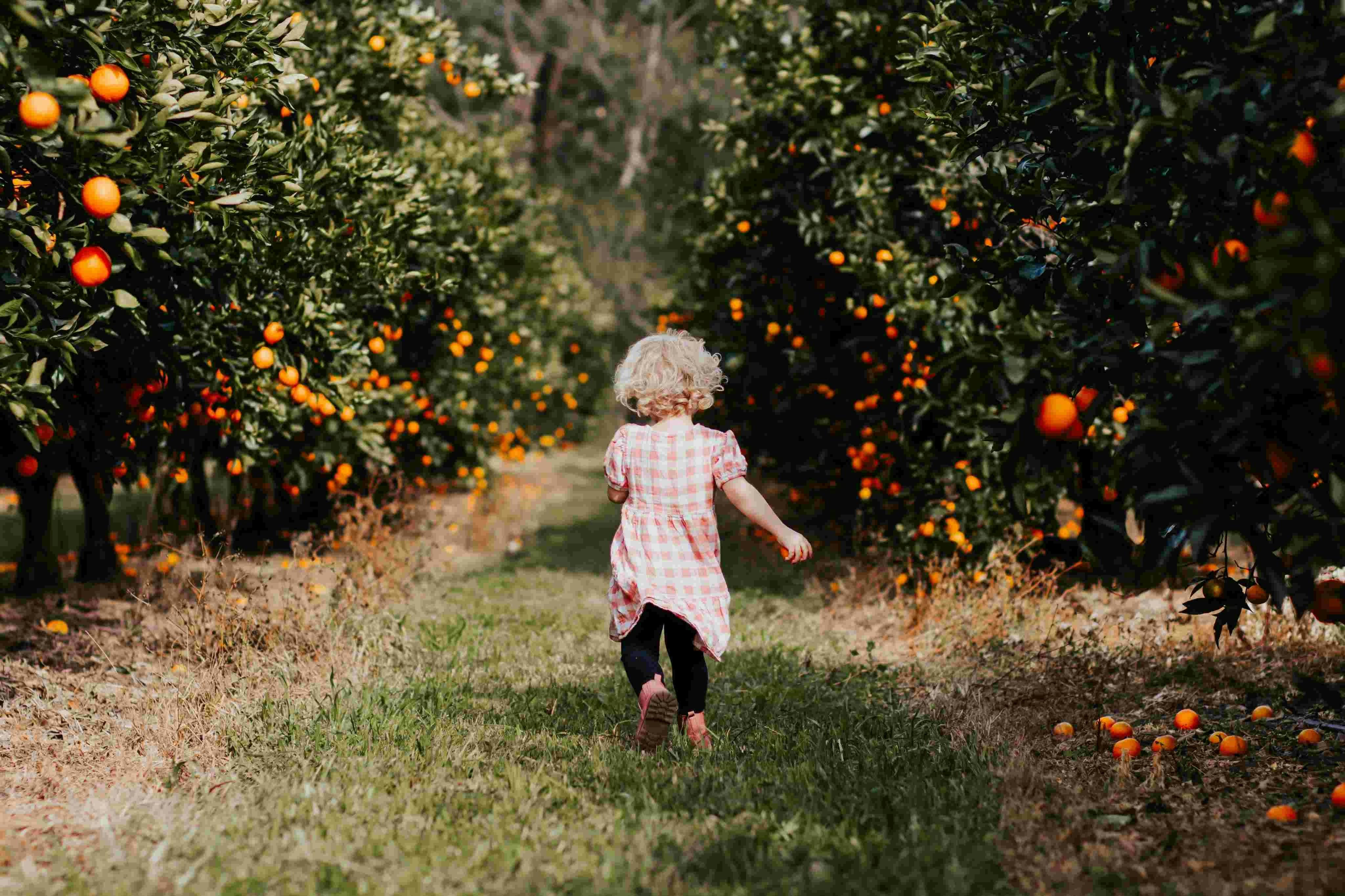 Toddler in orange orchard