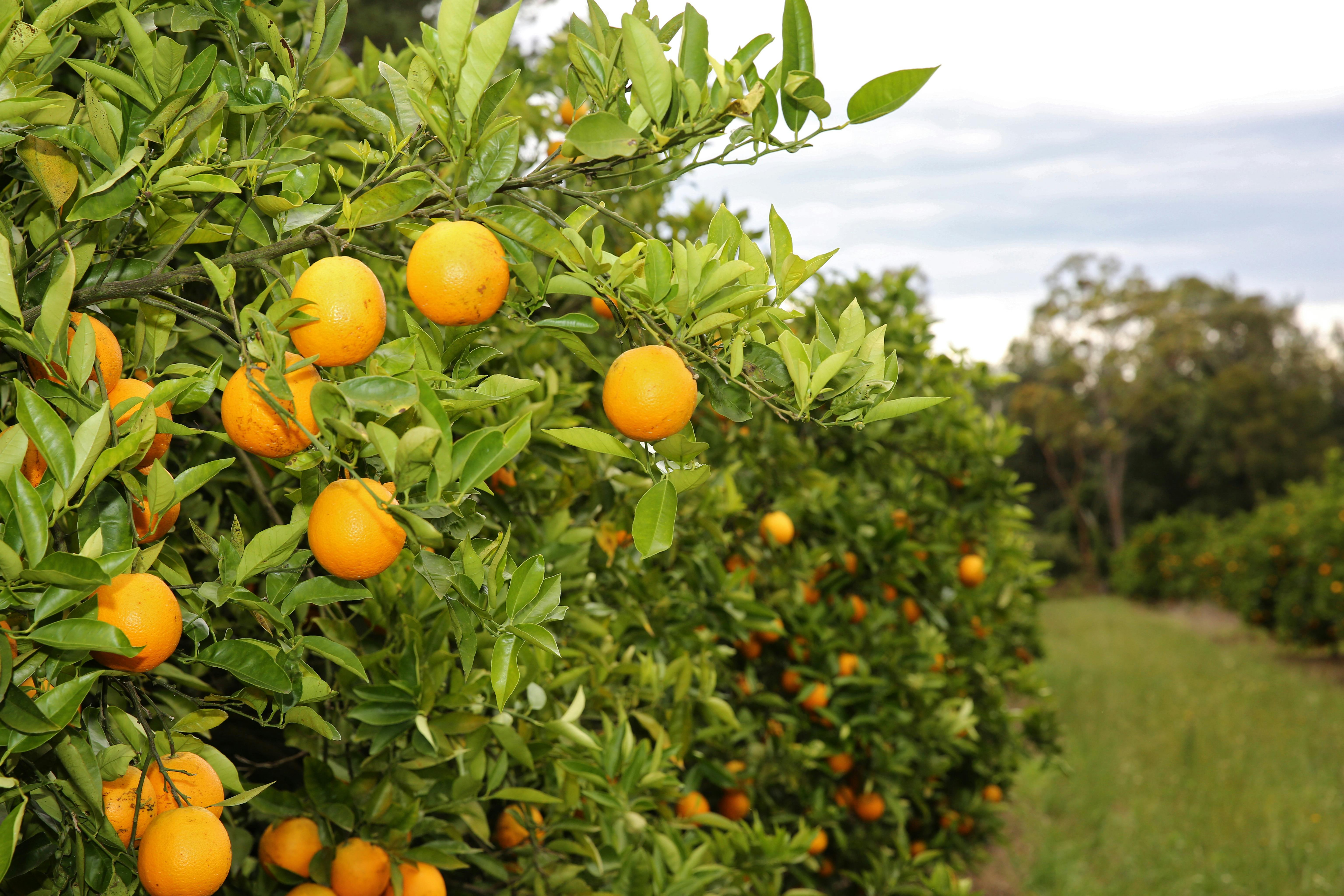 Pick your own delicious oranges