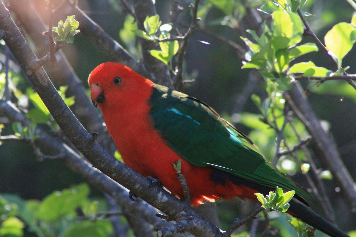 Australian King Parrot at 31 the rocks Granite Belt