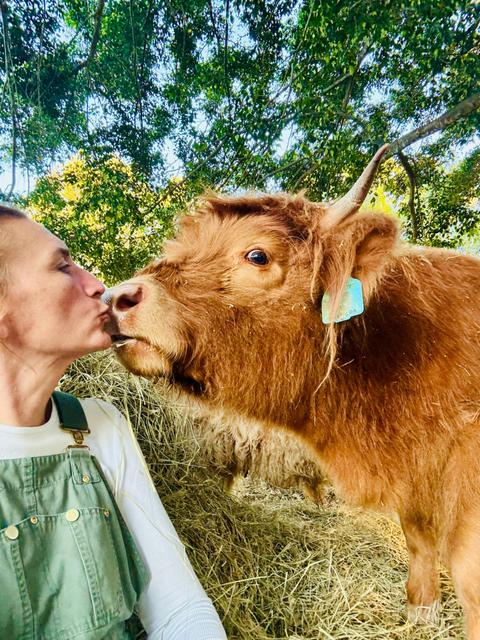 Bexland - Highland Cow Experience