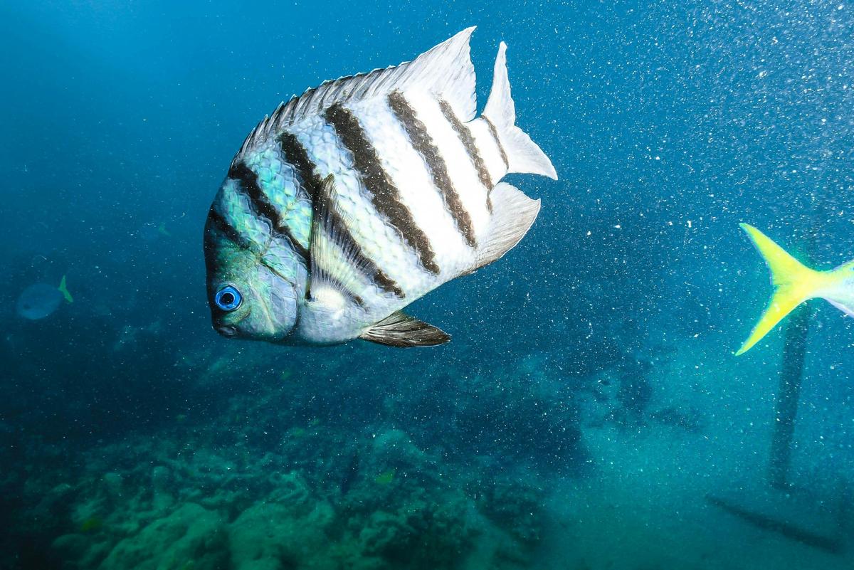 Green Island Reef Cruise Half Day 9am (HDAM - Pak 6 Semi-Sub)