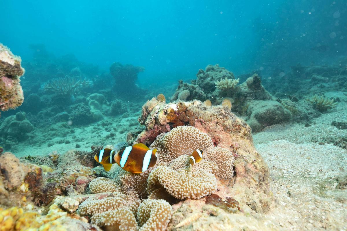 Green Island Reef Cruise Half Day 9am (HDAM - Pak 5)