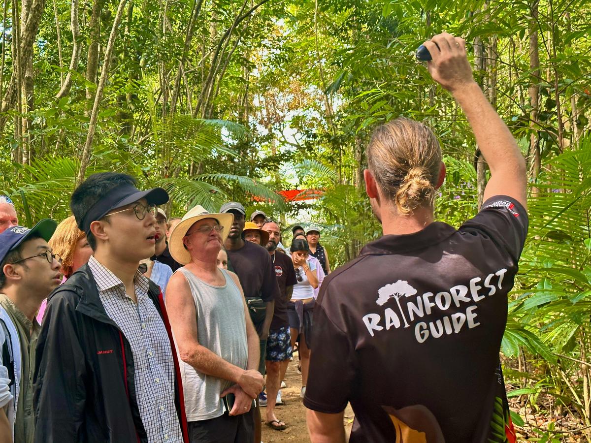 Rainforest Guide Teaching Guests About Cassowary Plums in Daintree Rainforest in North Queensland