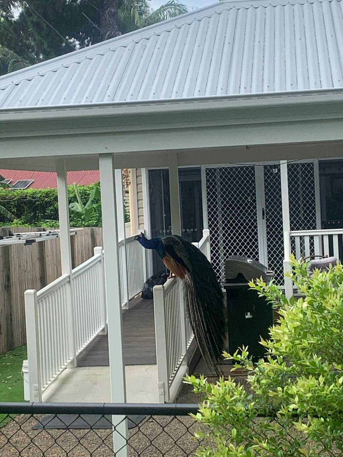 Visitor