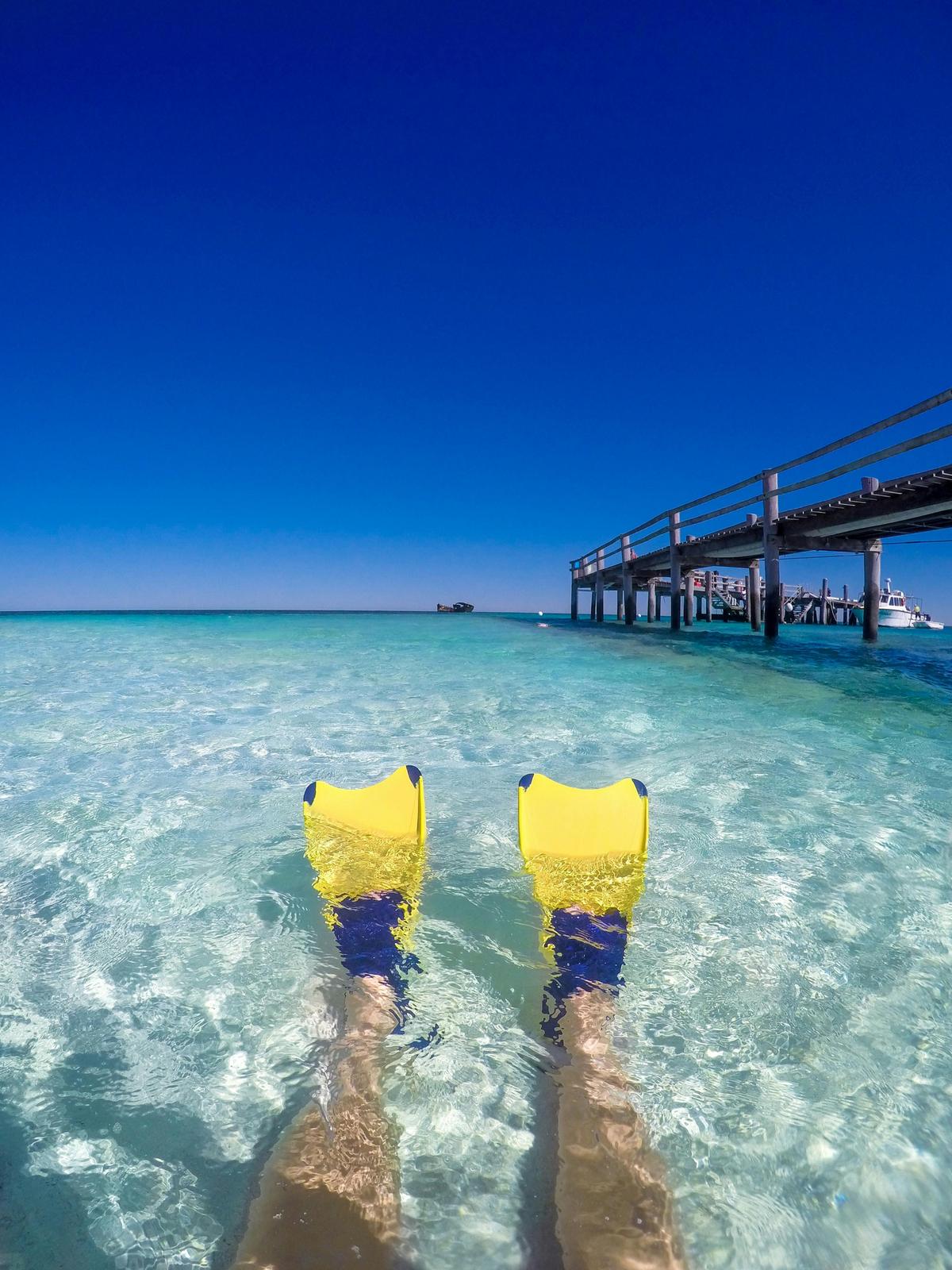 Baby Turtle Photography Expedition on Heron Island