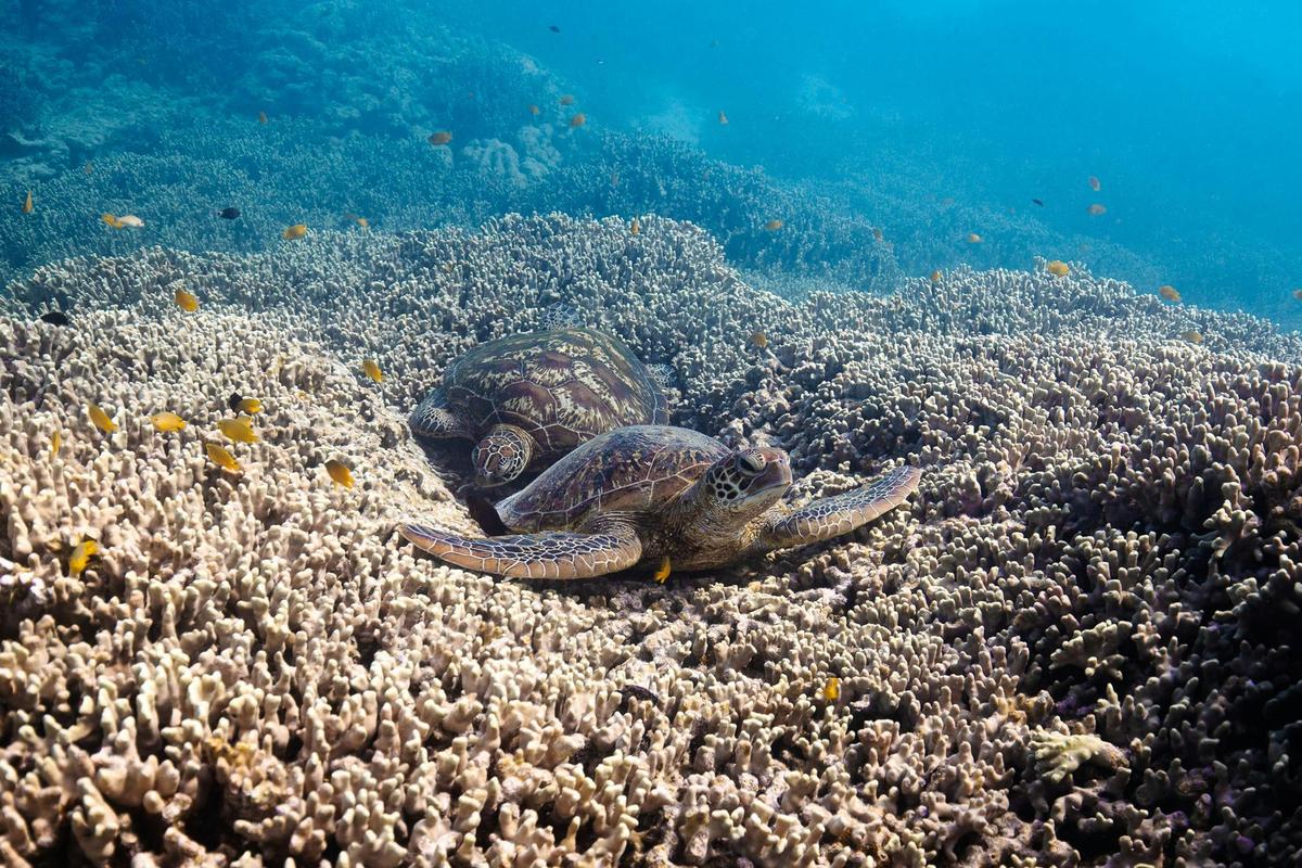 Turtle on Lady Elliot Island