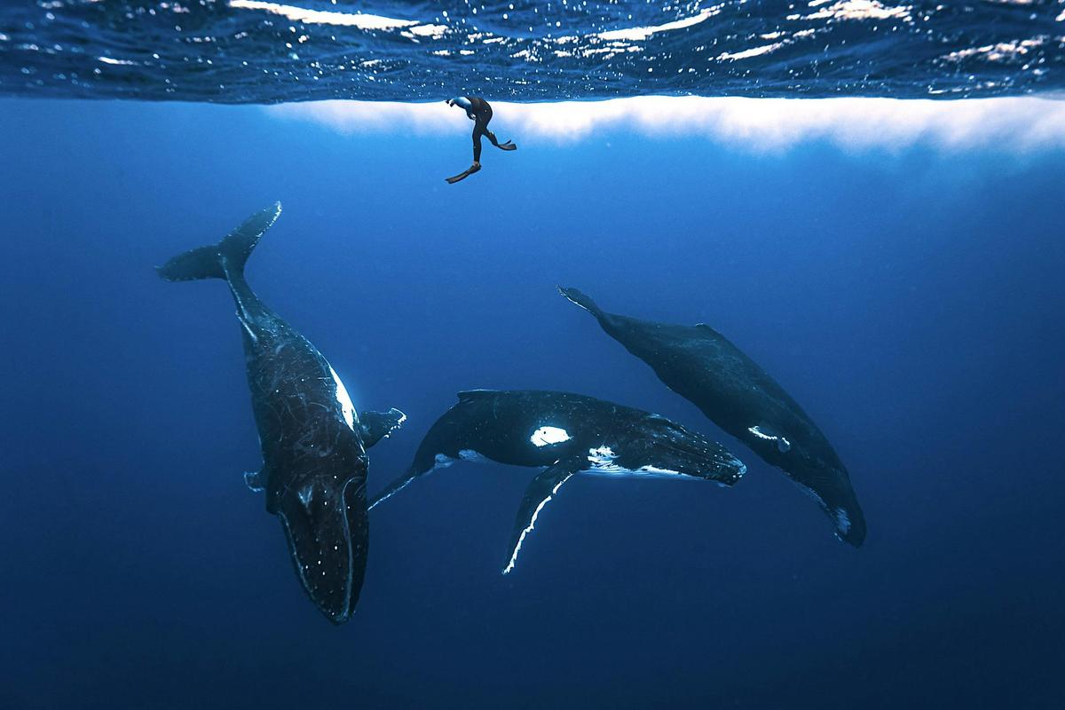 Whales by Jono Allen