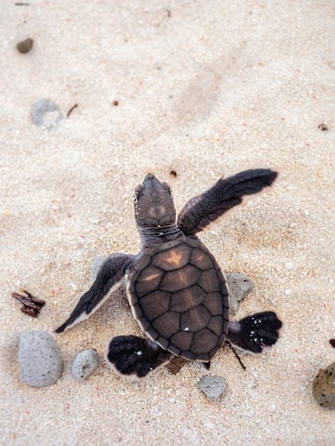 Baby Turtle Photography Expedition on Heron Island