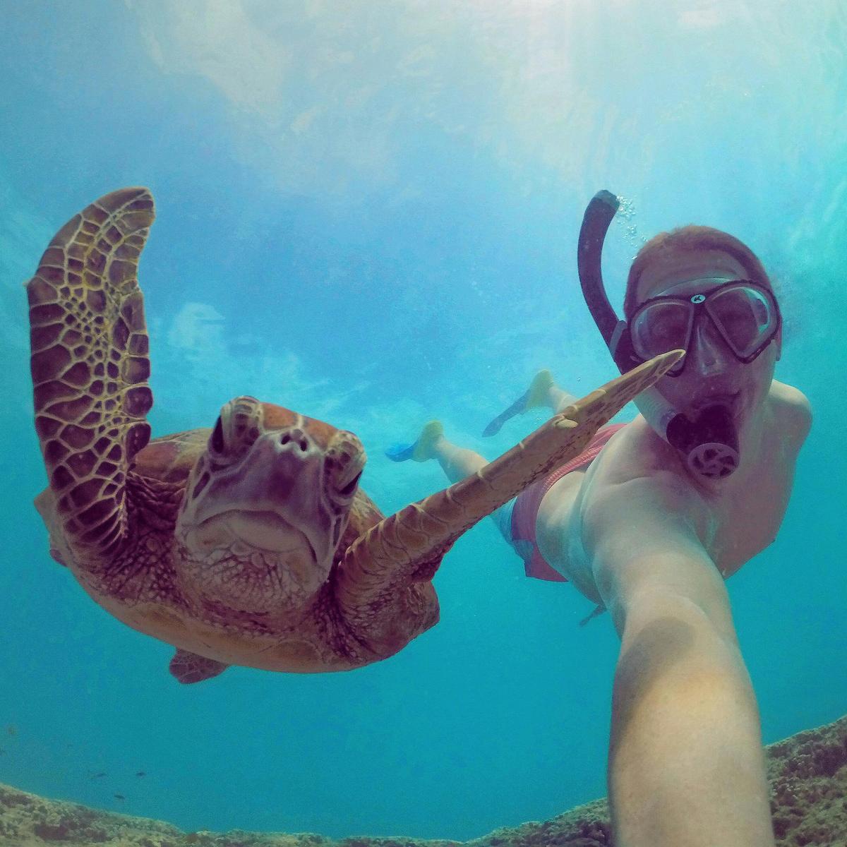 Baby Turtle Photography Expedition on Heron Island