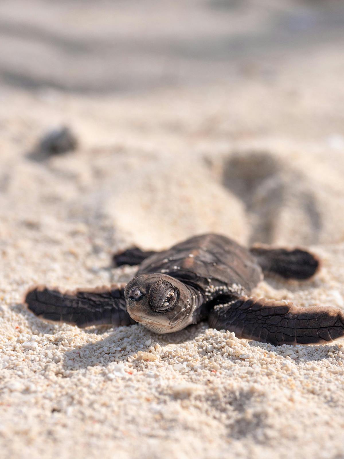 Baby Turtle Photography Expedition on Heron Island