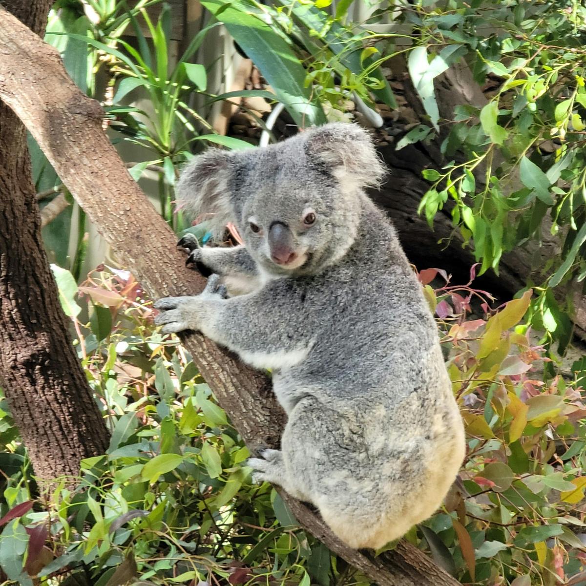 Gold Coast, Surfers Paradise Private Tour - Koala Sanctuary, Delicious seafood, Pies and More!