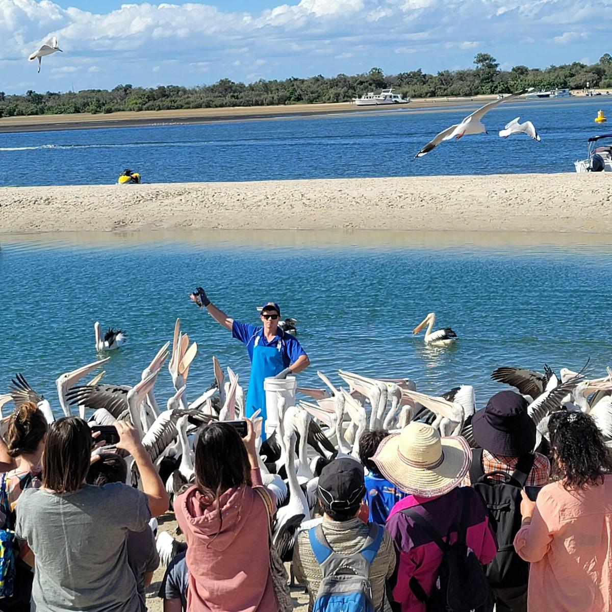 Gold Coast, Surfers Paradise Private Tour - Koala Sanctuary, Delicious seafood, Pies and More!