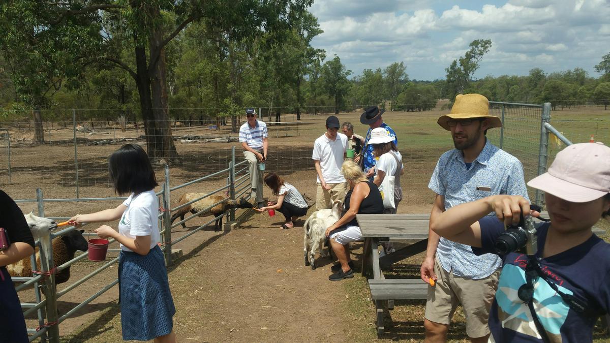 Alpaca Feeding and Wildlife Animal Tour - EWE Nique Hobby Farm and Ipswich Nature Centre