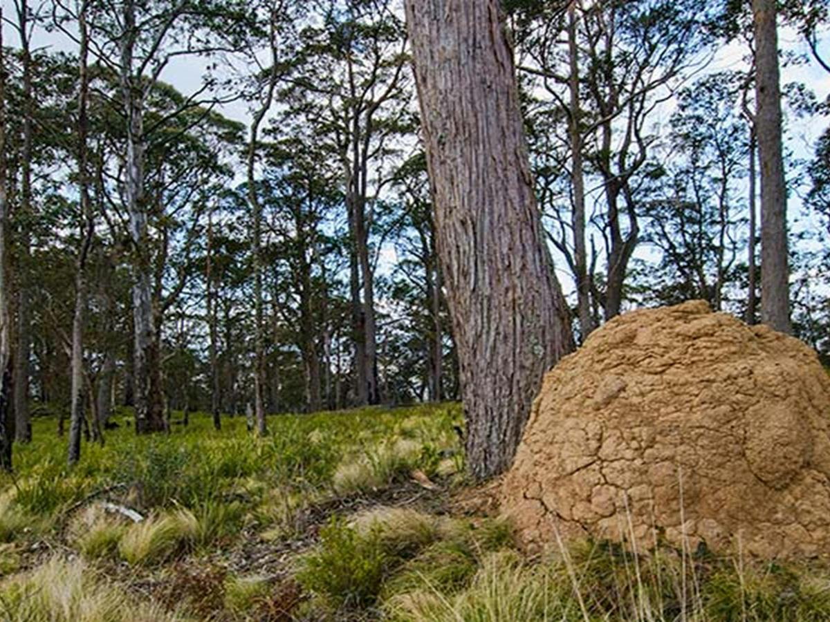 Mummel Gulf National Park. Photo: John Spencer/NSW Government