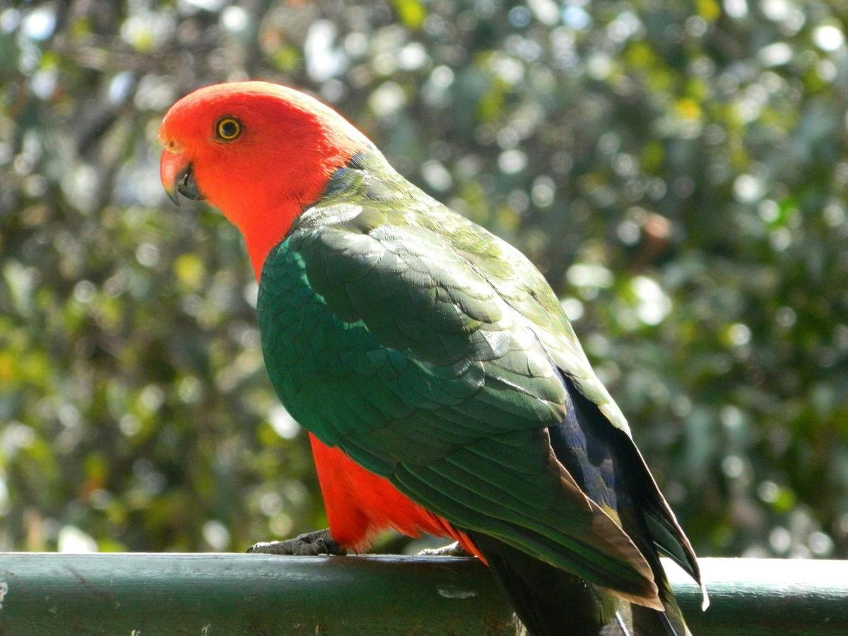 Our friends the King Parrots