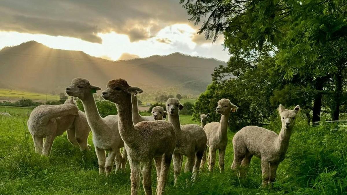 Alpaca Ranch