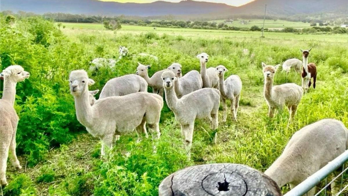 Alpaca Ranch
