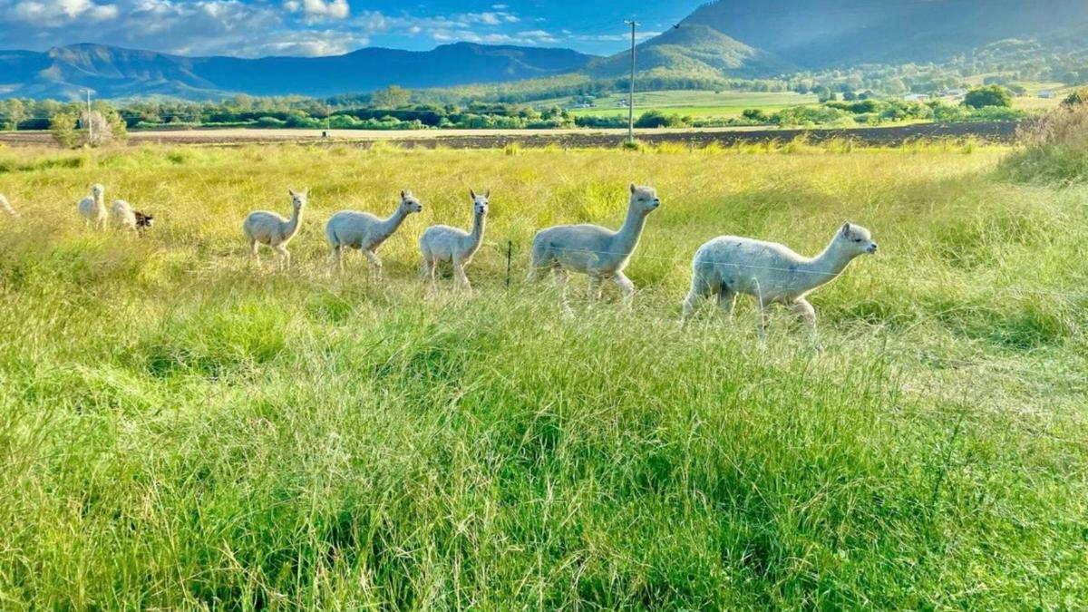 Alpaca Ranch