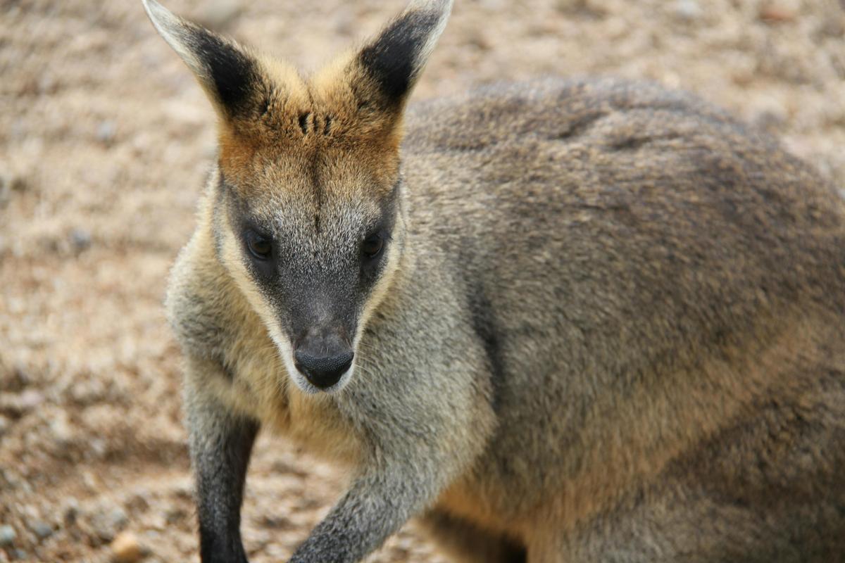 Wallaby