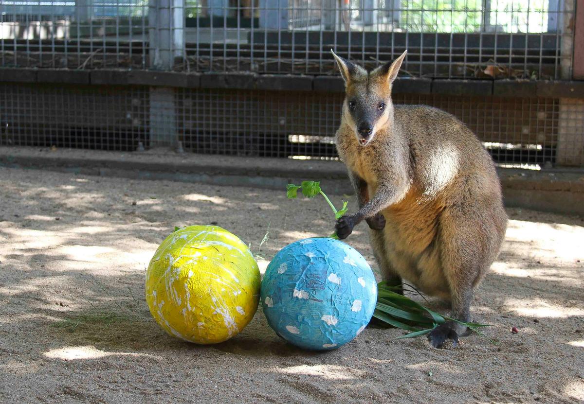 Rusty the Wallaby