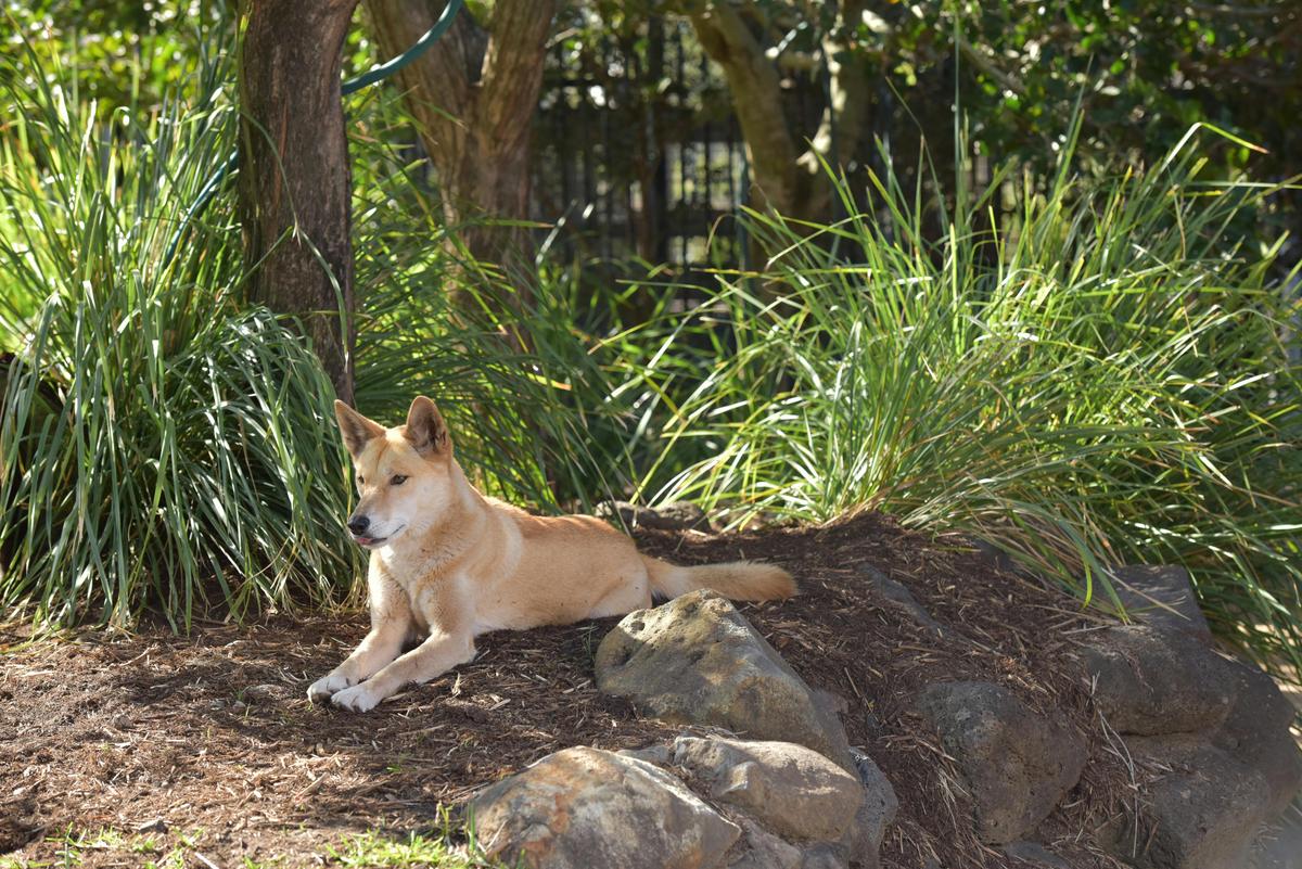 Kupali the Dingo