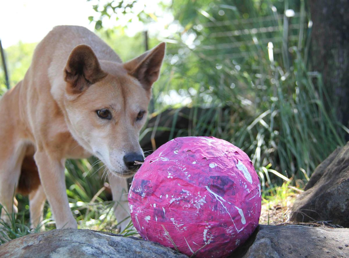 Kupali the Dingo