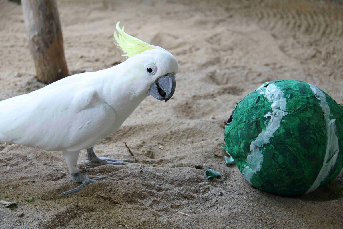George the Cockatoo