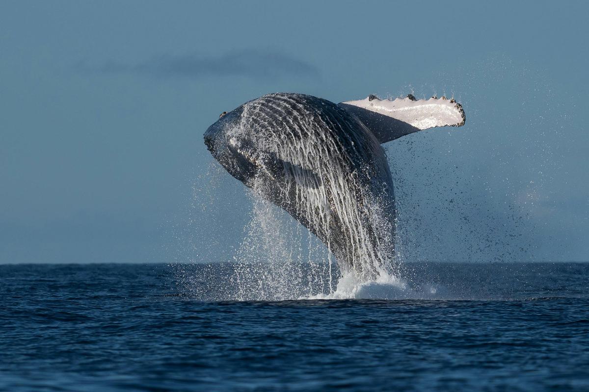 Adventure Rafting Mooloolaba - Whale Watching Experience