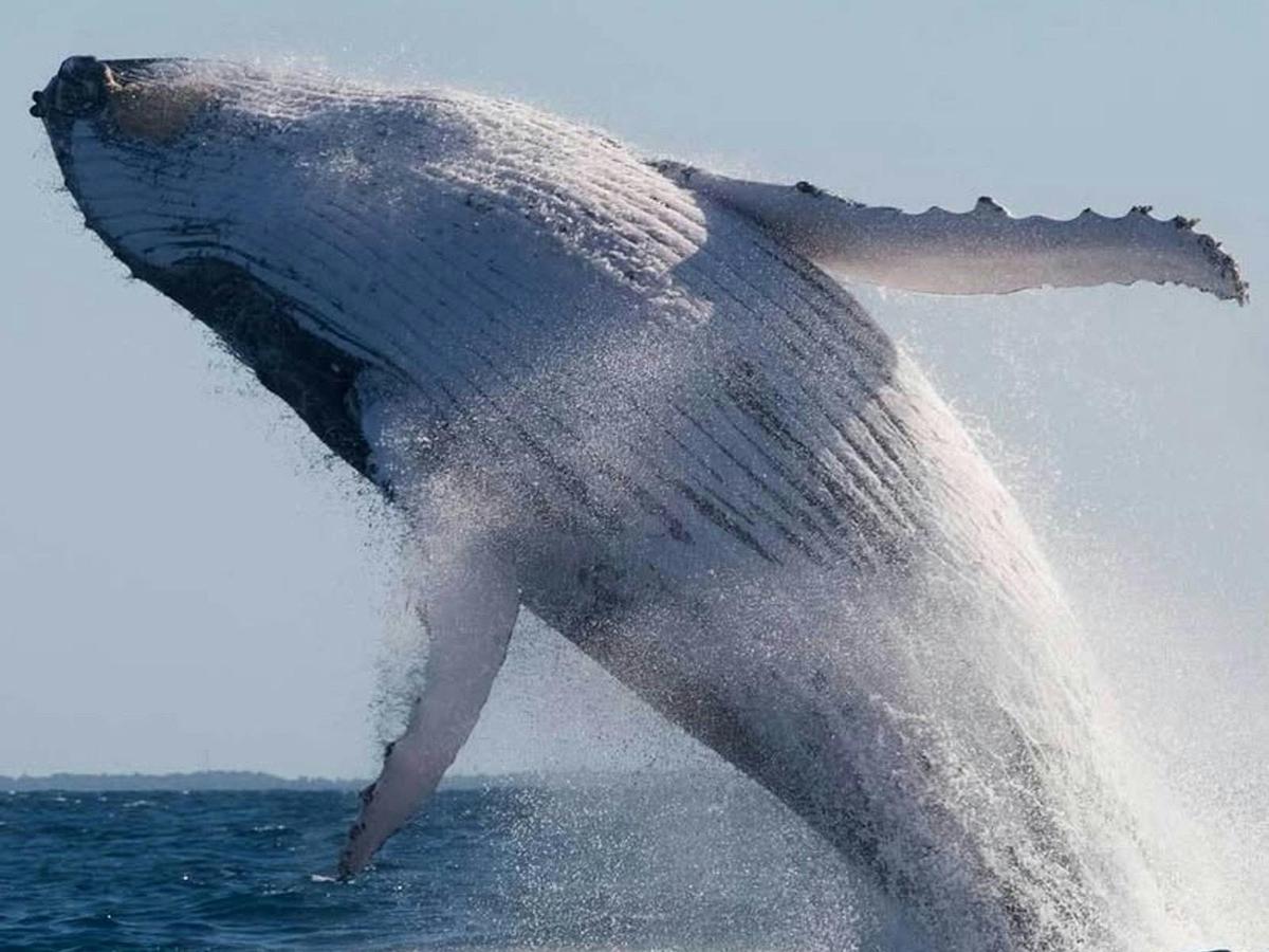 Adventure Rafting Mooloolaba - Whale Watching Experience