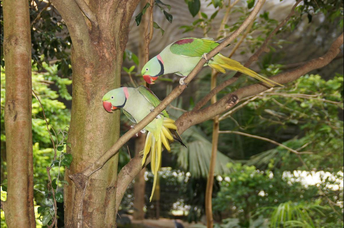 Bird Sanctuary -  Apple Tree Creek