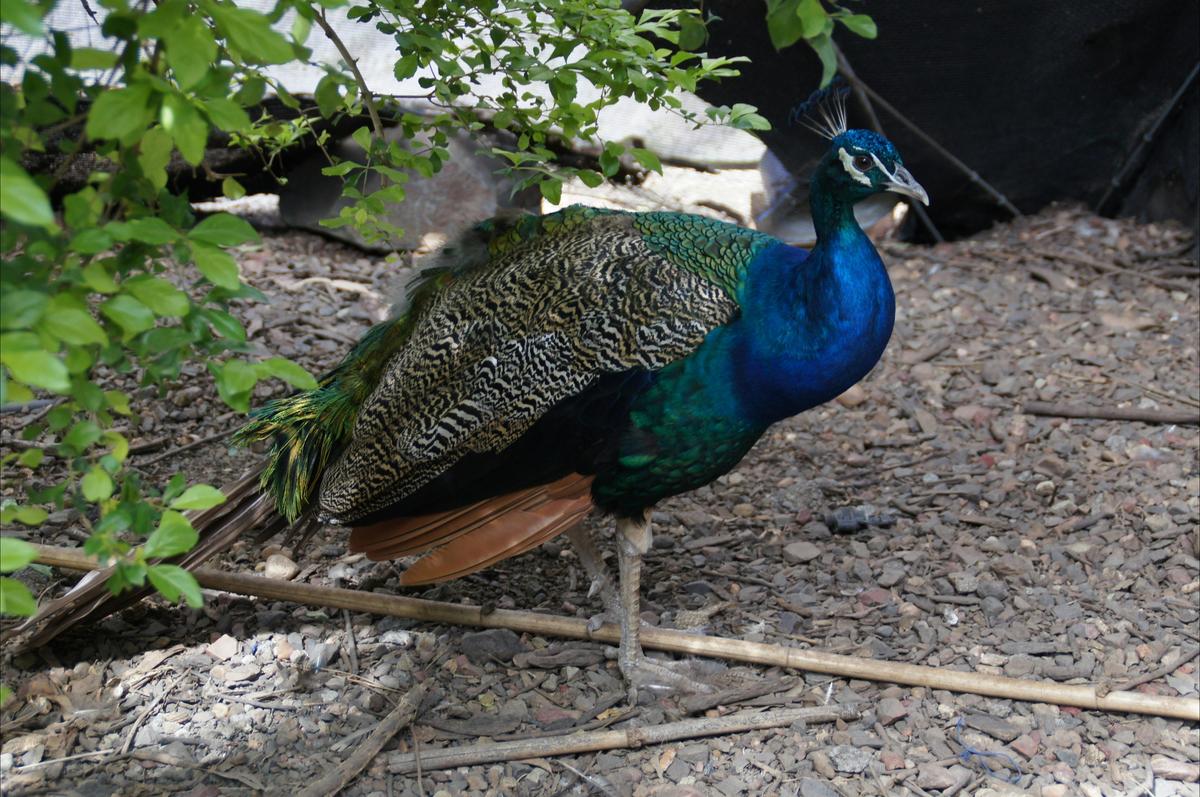 Bird Sanctuary - Apple Tree Creek