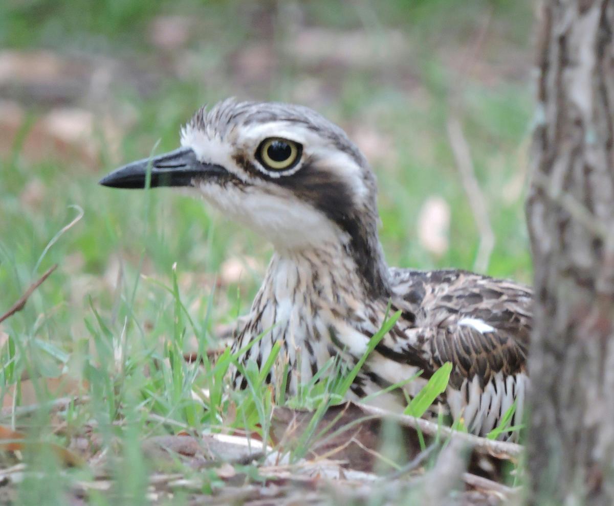 Bush Stpne-curlew, Coochiemudlo Island. A large bird with an impressive stare.