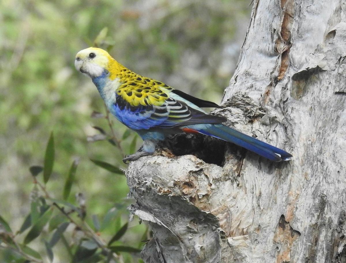 Rosellas are found only in Australia, and the pale-headed is one of three species seen on tours