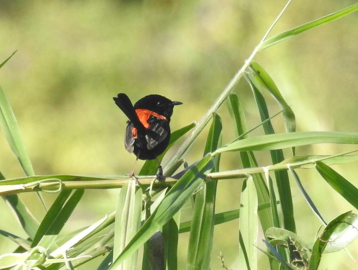 Bird-Watching Day Tour