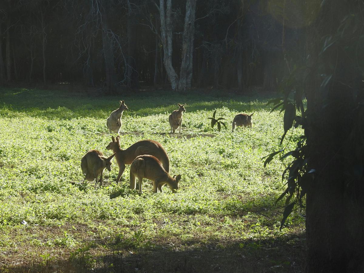 Wildlife and Forests Day Tour