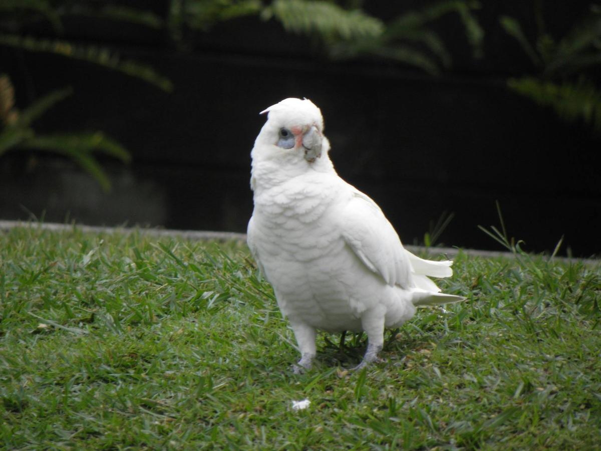 Bird-Watching Day Tour