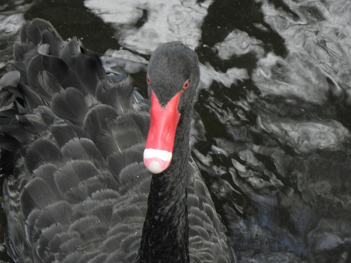 Bird-Watching Day Tour
