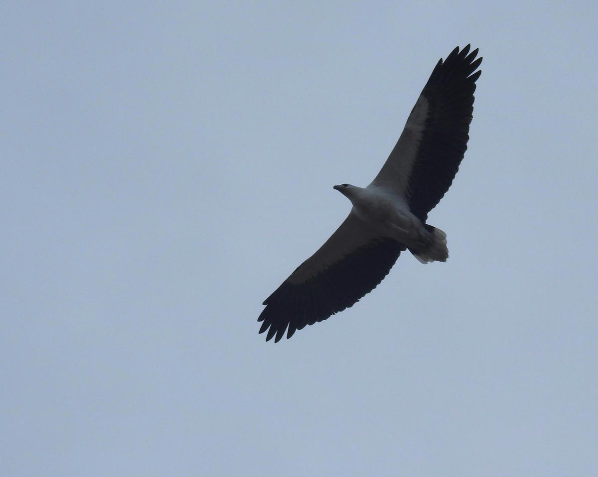Bird-Watching Day Tour