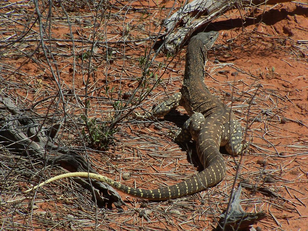Outback Wildlife Tour