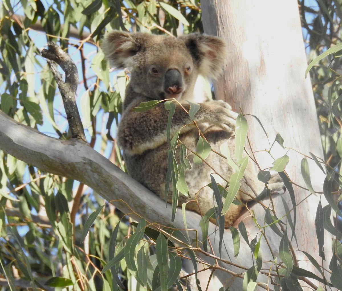 Wild koala at Coombabah near the Gold Coast: we usually find one or two each visit