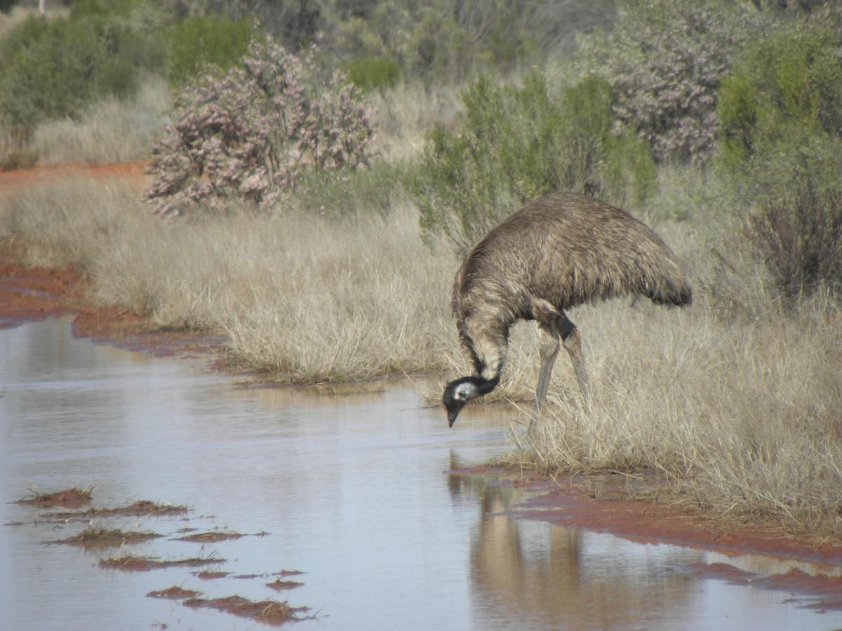 Outback Wildlife Tour